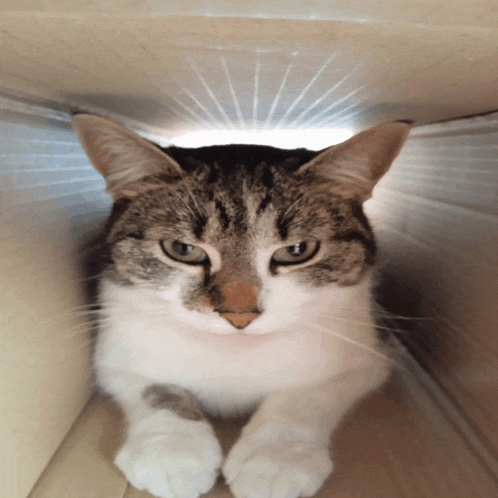 a cat is laying in a cardboard box and looking up at the camera