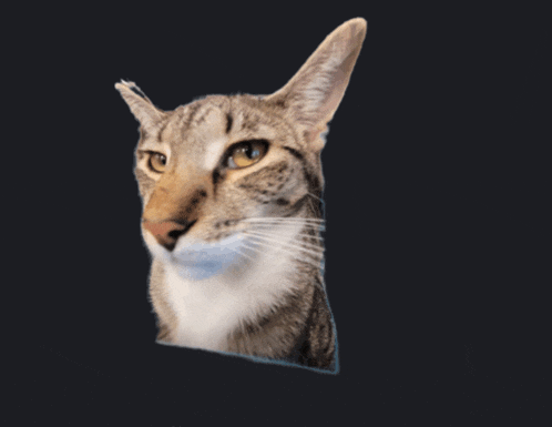 a close up of a cat 's face against a dark background