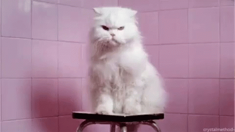 Wet Cat GIF - Wet Cat GIFs