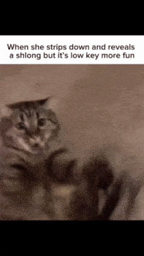 a cat is standing on its hind legs and looking at the camera with a caption .