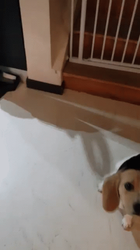 Funny Animals Beagle GIF - Funny Animals Beagle Spin GIFs
