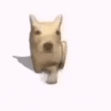 a small dog is walking on a white surface .