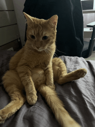 a cat is sitting on a bed with its legs crossed