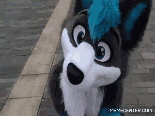 a black and white husky mascot with blue eyes is looking at the camera .