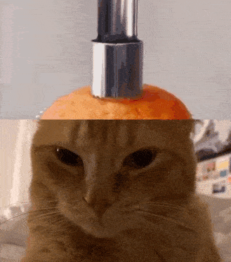 a close up of a cat 's face next to an orange
