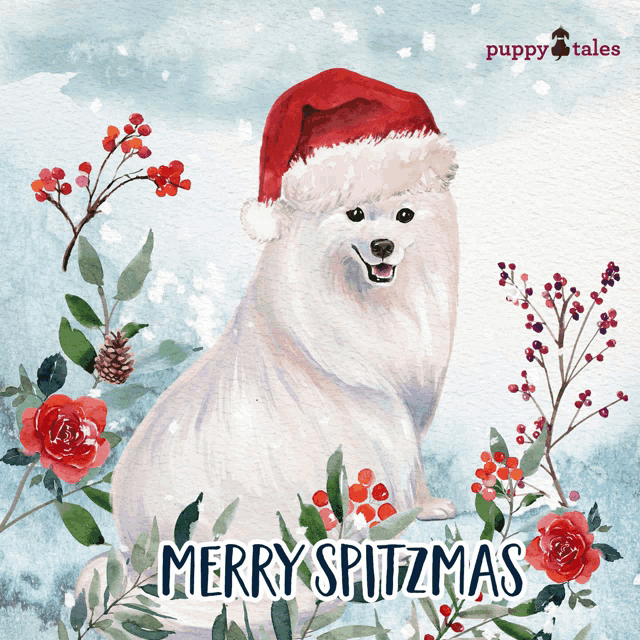 a white dog wearing a santa hat with merry spitzmas written on the bottom