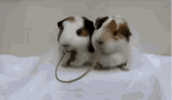 two guinea pigs are sitting next to each other on a bed .