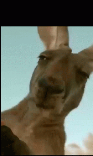 Gifofficial Selfie GIF - Gifofficial Selfie Kangaroo GIFs