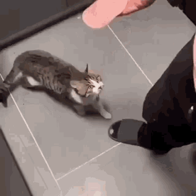 Cat Slap GIF - Cat Slap GIFs