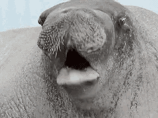 a close up of a walrus with its mouth open and its tongue sticking out .