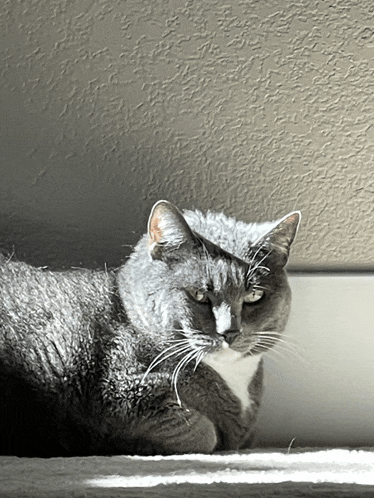 a gray cat with a white nose is laying down
