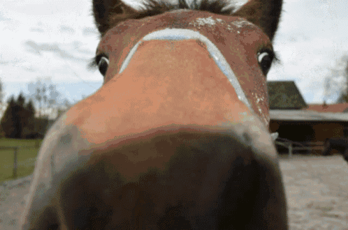 a close up of a horse 's face with a white stripe on the nose