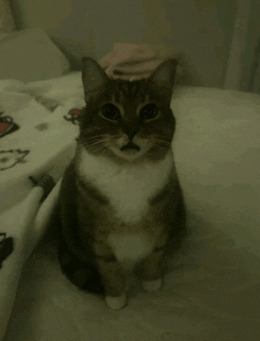 a brown and white cat sitting on a bed