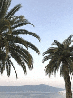 two palm trees are standing next to each other on a beach .