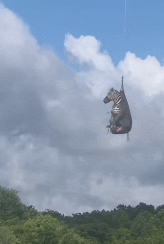 a zebra is hanging from a rope in the air