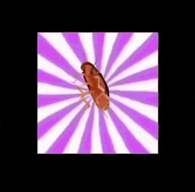 Cock Cockroach GIF - Cock Cockroach Dance GIFs