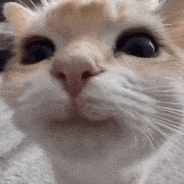a close up of a cat 's face with a blurry background looking at the camera .