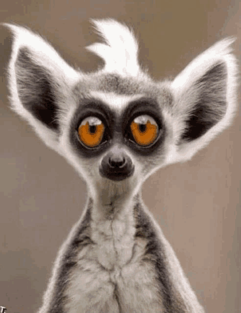 a close up of a lemur 's face with a funny look on its face
