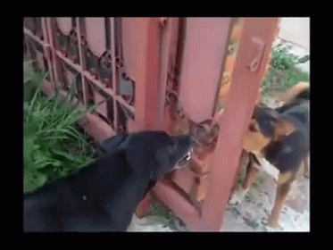 Internet Fights In A Nutshell GIF - Dogs Barking Fence GIFs