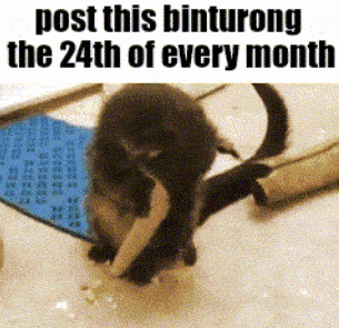 a picture of a kitten with the words post this binturong the 24th of every month