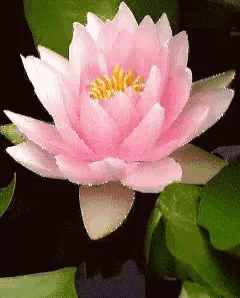 a pink flower with a yellow center is surrounded by green leaves