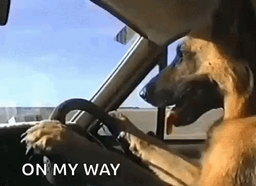 Funny Animals Dogs GIF - Funny Animals Dogs Dog Driving GIFs