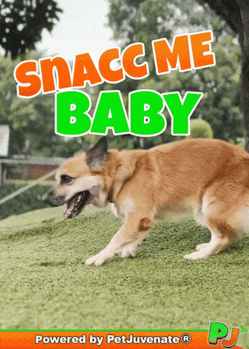 a picture of a dog with the words snacc me baby below it