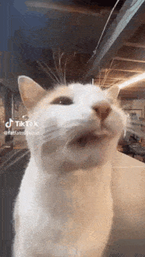 a white cat is looking at the camera with its mouth open and making a funny face .