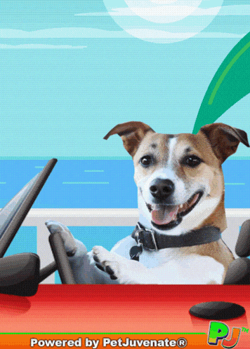 a picture of a dog in a car with the words powered by petjuvenate written below it