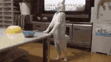 a white cat is standing on its hind legs in front of a television .