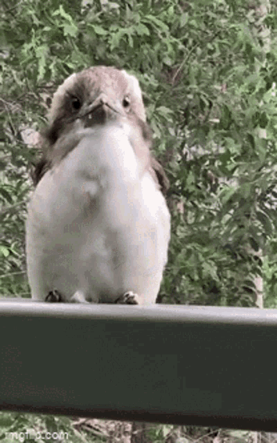 a small bird is sitting on a railing looking at the camera with a tree in the background .