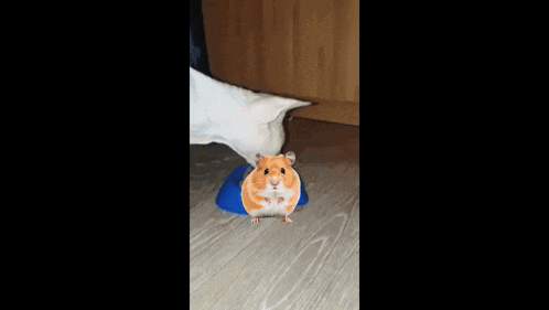 a hamster is standing on a blue bowl next to a white cat .