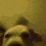 a blurry picture of a dog 's face against a yellow background .