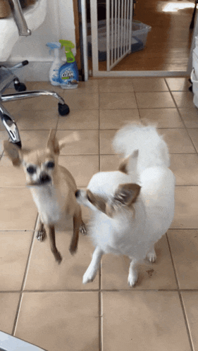 two small dogs standing next to each other on a tiled floor with a bottle of clorox cleaner in the background