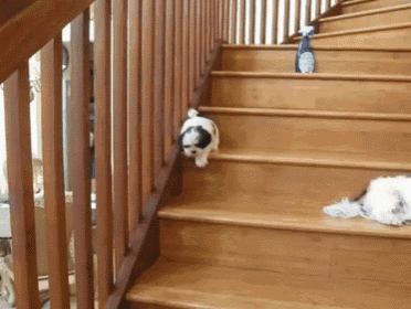 Easy Does It GIF - Dog Slide Stairs GIFs