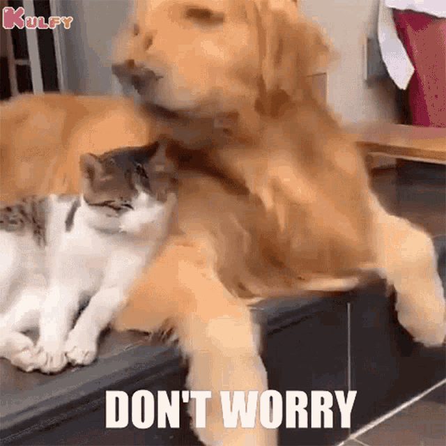 Dont Worry Cat GIF