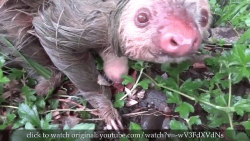 Mind Your Own Business GIF - Sloths Facts GIFs