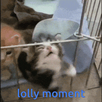 Kitten Lolly GIF - Kitten Lolly Lolly Animal Crossing GIFs