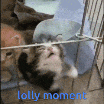 a kitten with a cone on its head is in a cage with the words lolly moment above it
