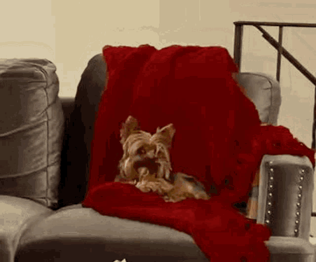 a small dog is laying on a couch covered in a red blanket .