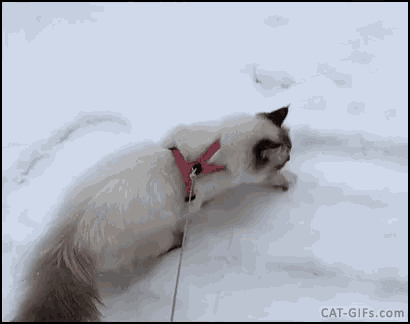 Fluffy Cat GIF - Fluffy Cat Snow GIFs