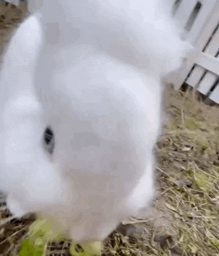 a white rabbit is eating grass in a cage and looking at the camera .