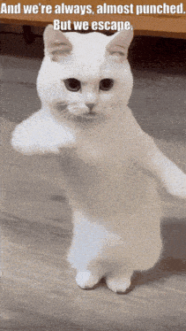 a white cat standing on its hind legs with the caption and we 're always almost punched