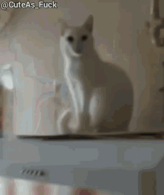 a white cat is sitting on a white surface with the caption cuteas fuck