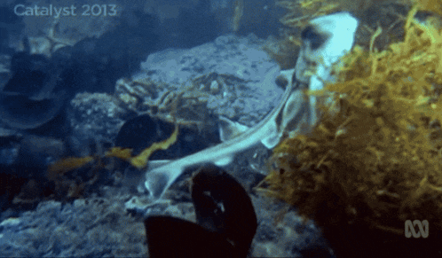 a shark is swimming in a tank with the year 2013 on the bottom right