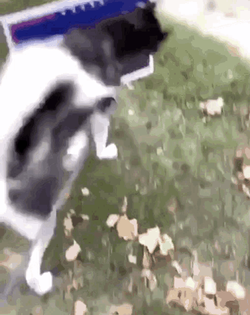 a black and white cat wearing a collar that says ' united states postal service '