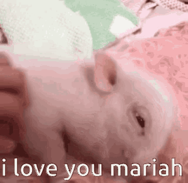 a small pig is laying on a pink blanket with the words `` i love you mariah '' written on it .