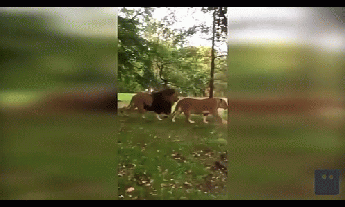 Funny Lions GIF - Funny Lions GIFs