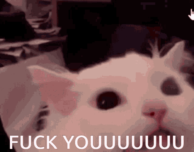 a close up of a white cat with the words fuck you written on the bottom