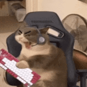 a cat is sitting in a chair holding a keyboard and wearing headphones .